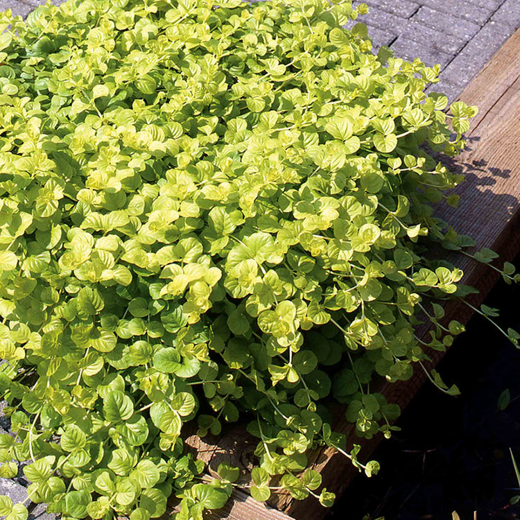 Lysimachia Plant 'Goldilocks'
