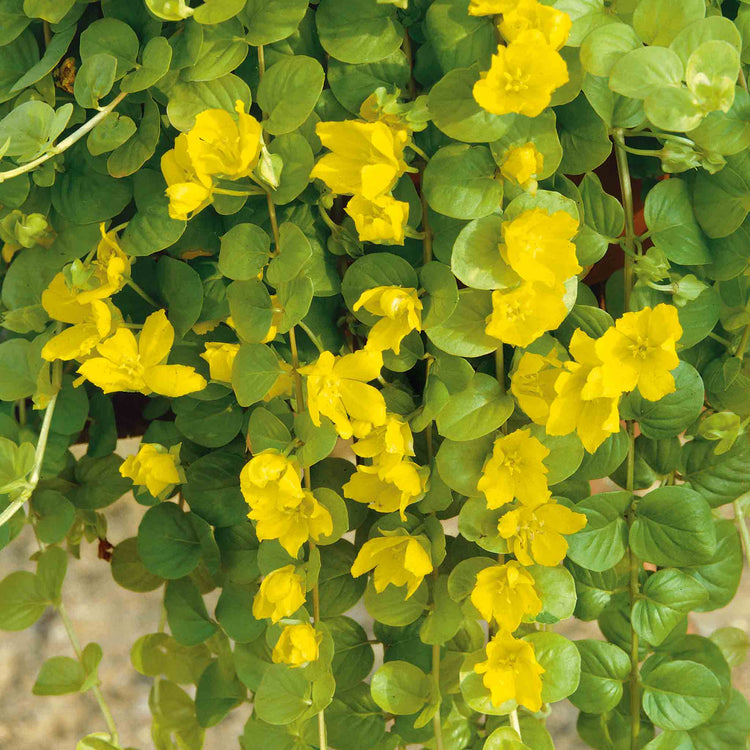 goldilocks hanging plant Lysimachia Plant 'Goldilocks'