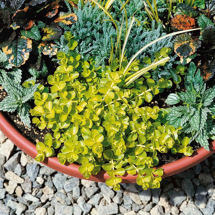 goldilocks hanging plant Lysimachia Plant 'Goldilocks'