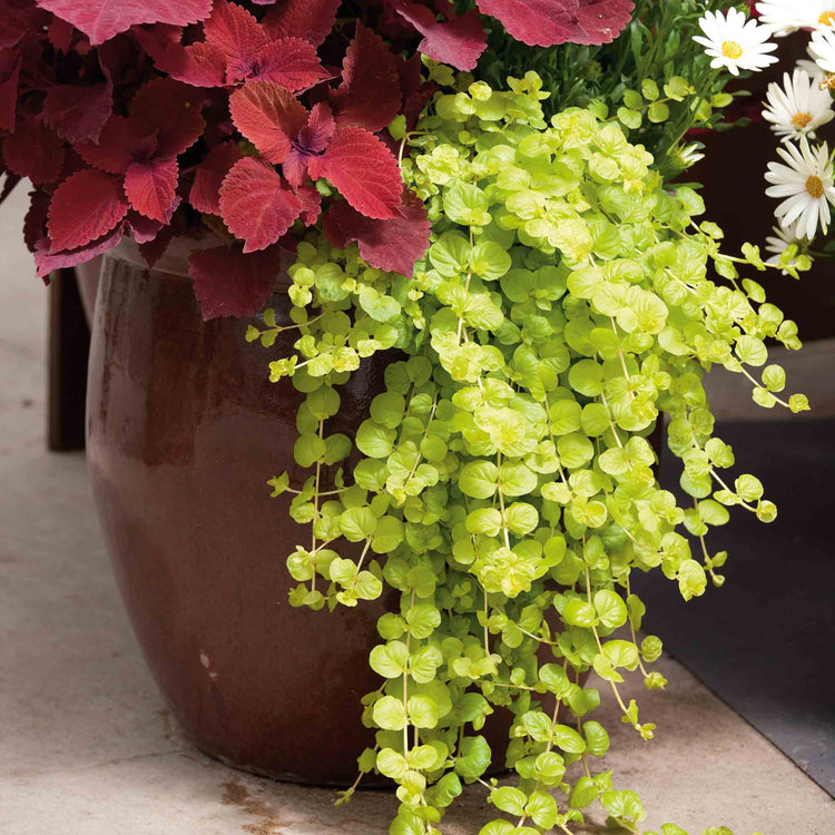 goldilocks plant indoor Lysimachia Plant 'Goldilocks'