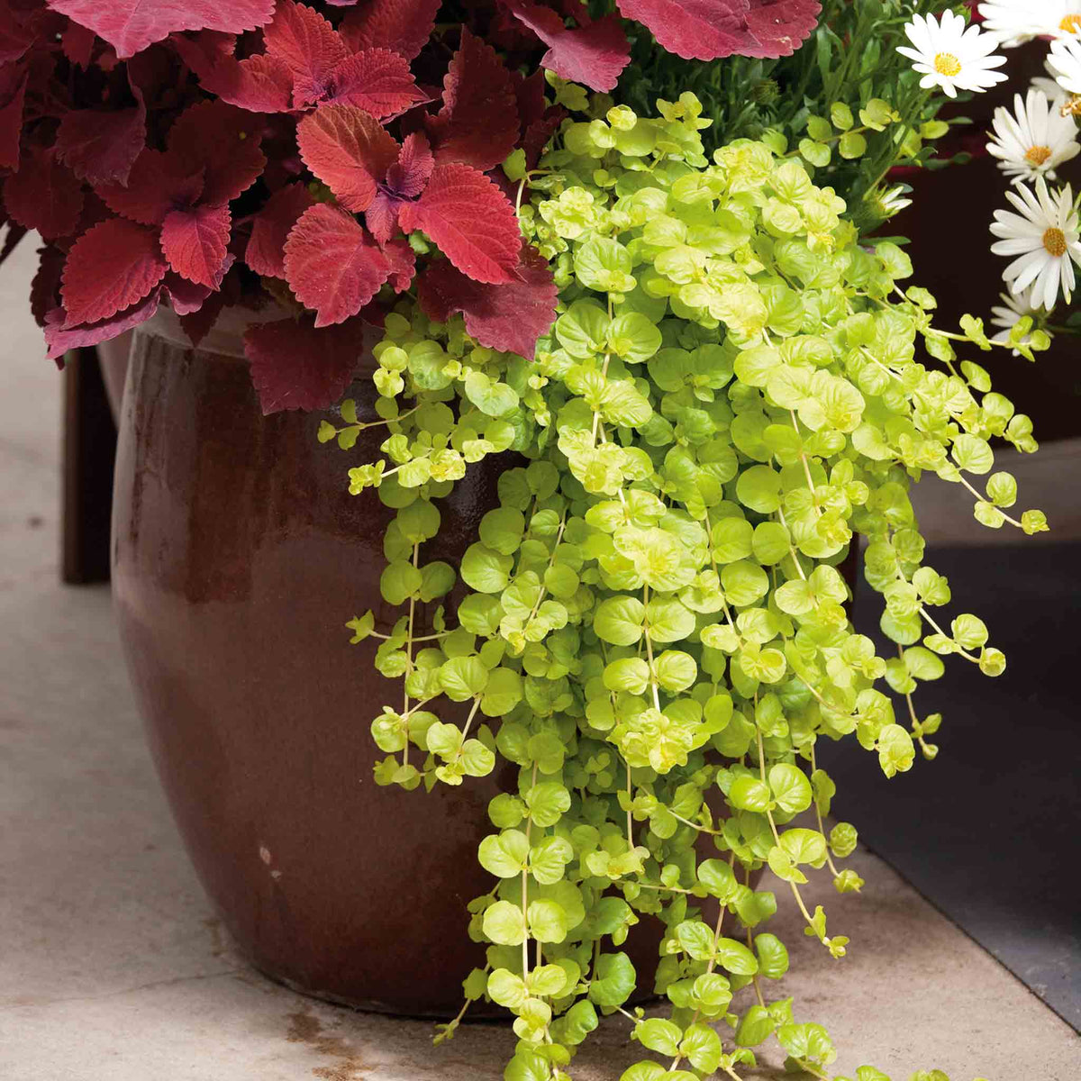 Lysimachia Plant 'Goldilocks' | Marshalls Garden