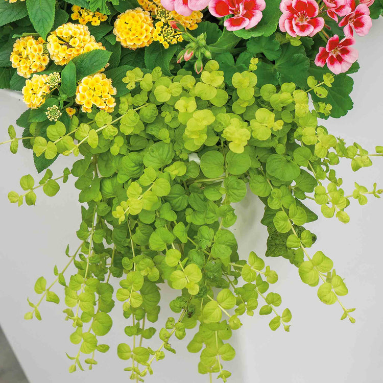 goldilocks plant indoor Lysimachia Plant 'Goldilocks'