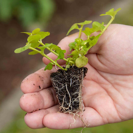 Lysimachia Plant 'Goldilocks'