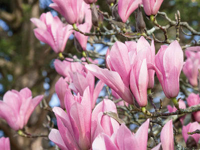Close-up of pink magnolia flowers on a tree branch