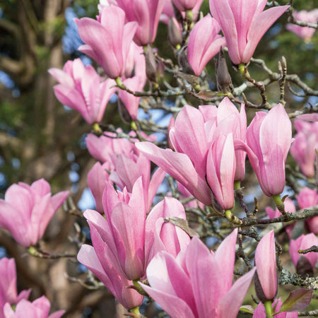 Magnolia Collection