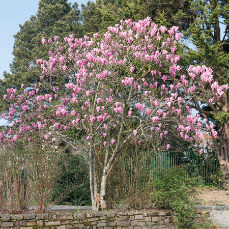 Magnolia 'Heaven Scent'