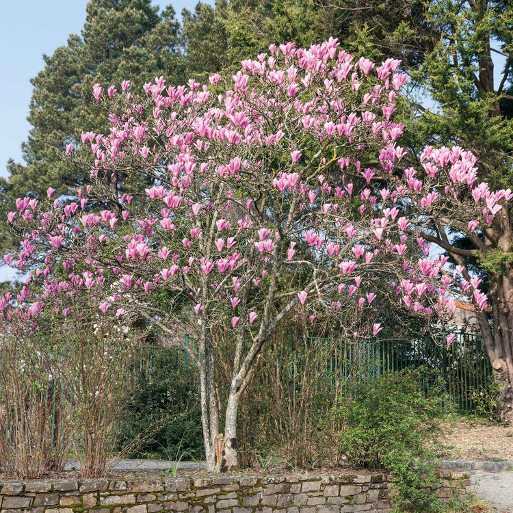 Magnolia 'Heaven Scent'