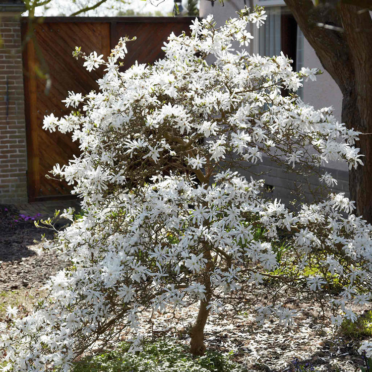 Magnolia 'Stallata'