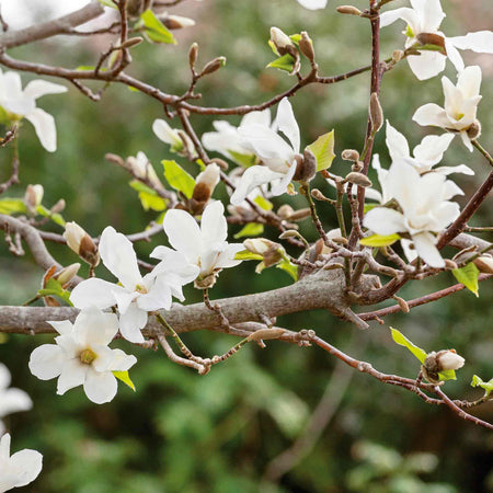 Magnolia 'Stallata'