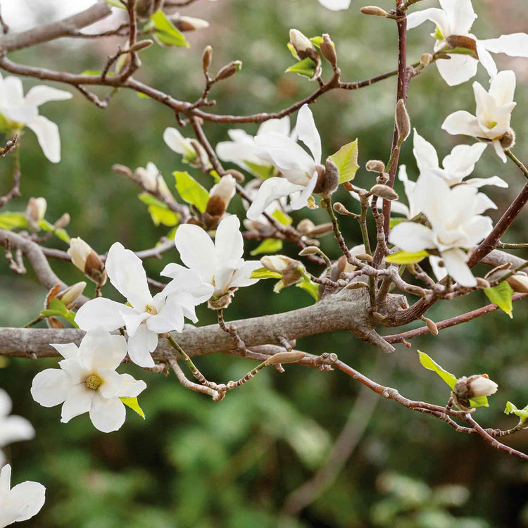 Magnolia 'Stallata'