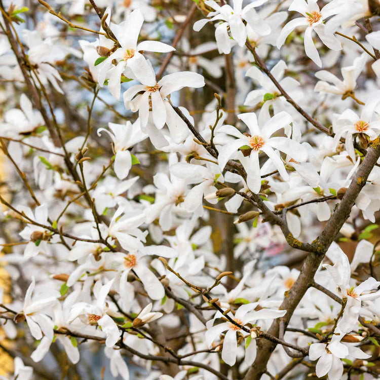 Magnolia 'Stallata'
