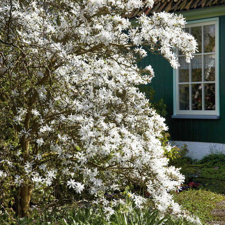 Magnolia 'Stallata'