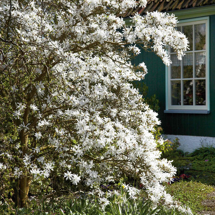 Magnolia 'Stallata'