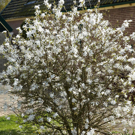 Magnolia 'Stallata'