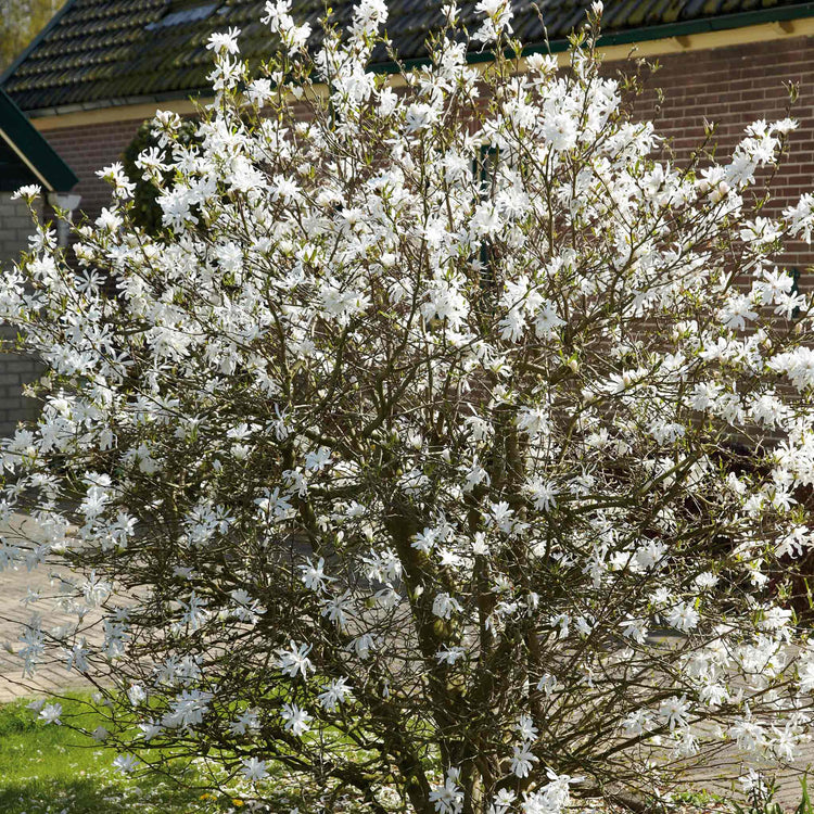 Magnolia 'Stallata'
