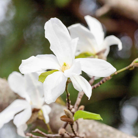 Magnolia 'Stallata'