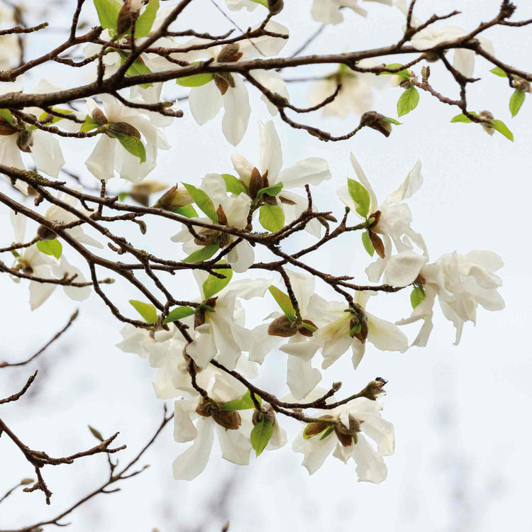 Magnolia 'Stallata'