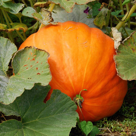 Pumpkin Seeds 'Mammoth'