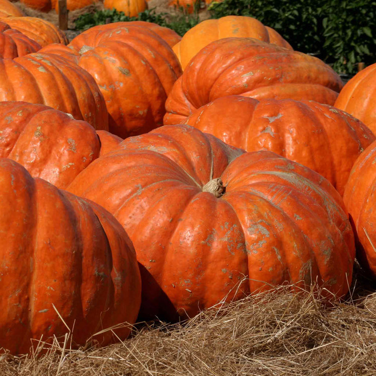 Pumpkin Seeds 'Mammoth'