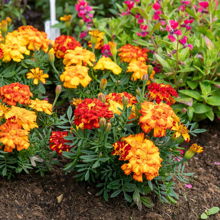 marigold house plant Marigold Plant 'Durango Select Mixed'