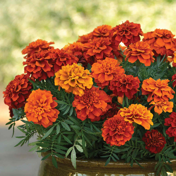 Marigold Plant 'Fireball'
