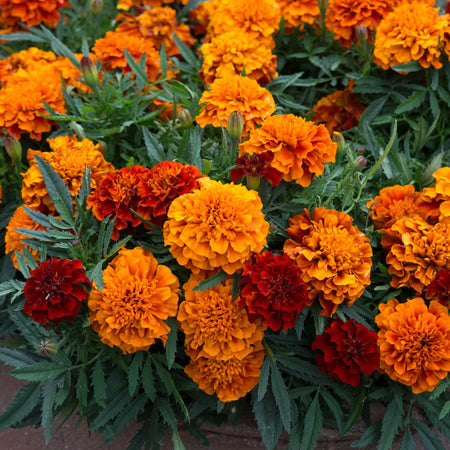 Marigold 'Fireball'