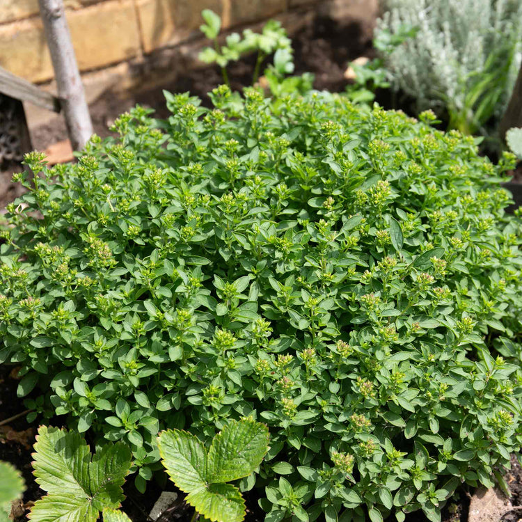 Marjoram 'Origanum Majorana'
