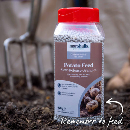 Seed Potato 'Charlotte'