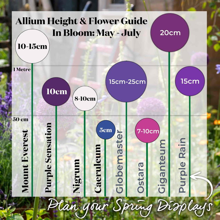 Marshalls 'Ultimate Allium' Bulb Collection
