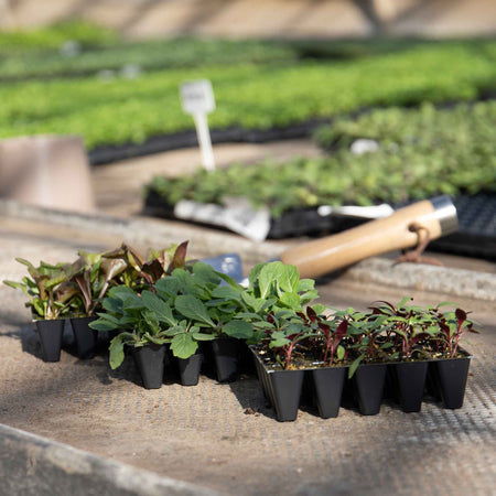 Marshalls Plant 'Traditional Cottage Garden Collection'