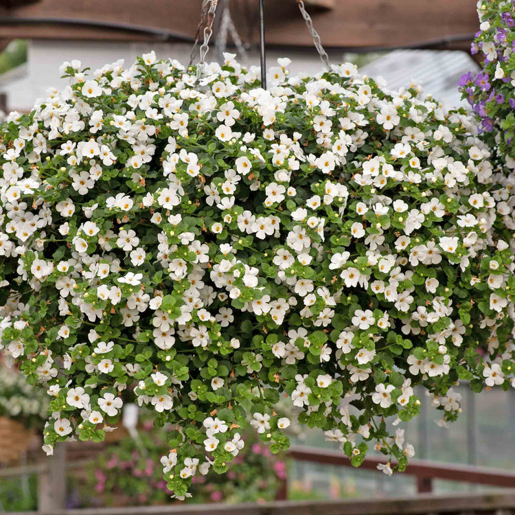 Bacopa Plant 'Megacopa White'