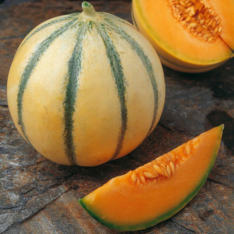 Melon 'Alvaro'
