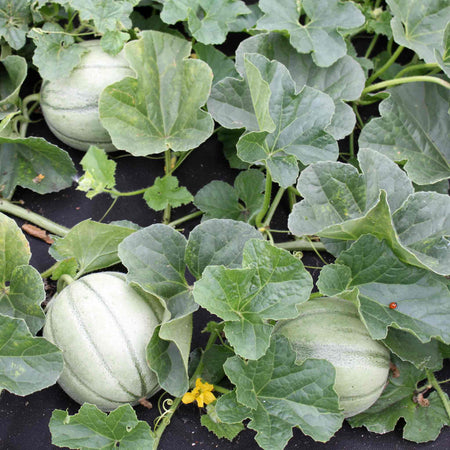 Melon 'Alvaro'