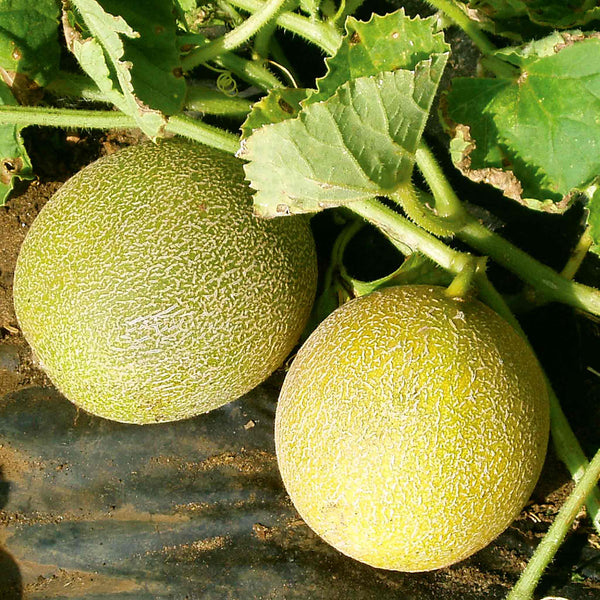 Melon Plant 'Outdoor Wonder'