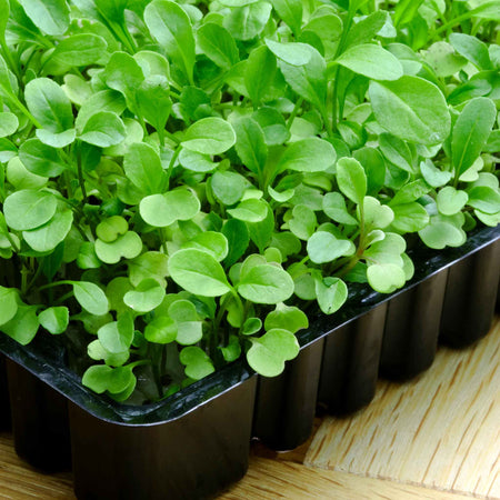 Micro Leaf Seeds Collection