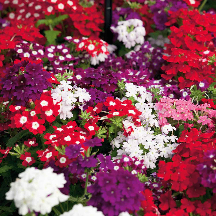 Verbena Plant 'Quartz XP Mixed'