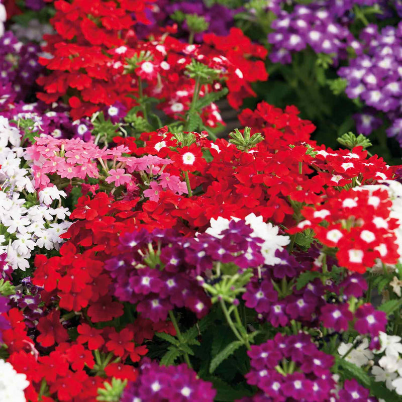 Verbena Plant 'Quartz XP Mixed'