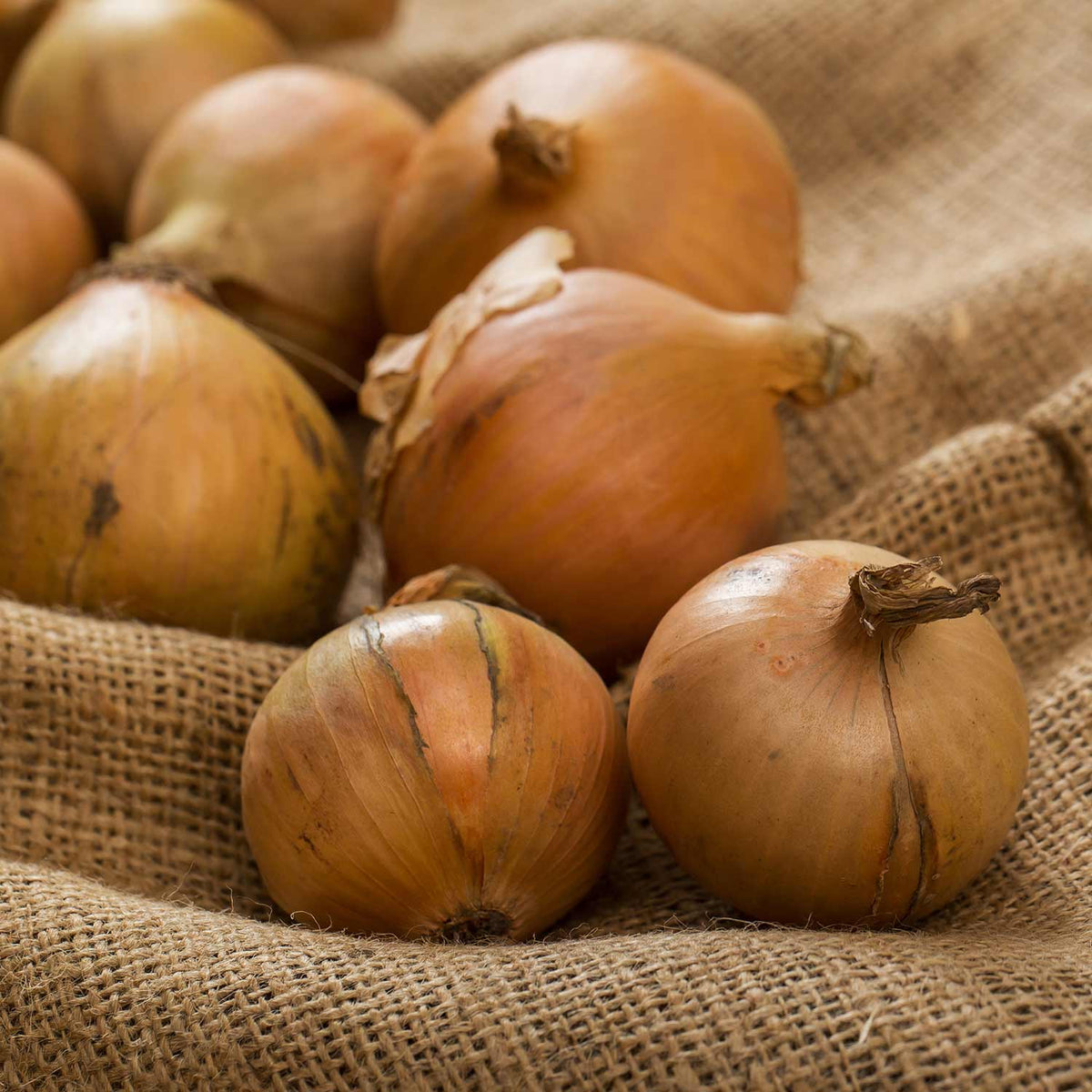 Onion Corrado (Heat Prepared) Buy Onion Sets Online Onion Sets for Sale Marshalls Garden