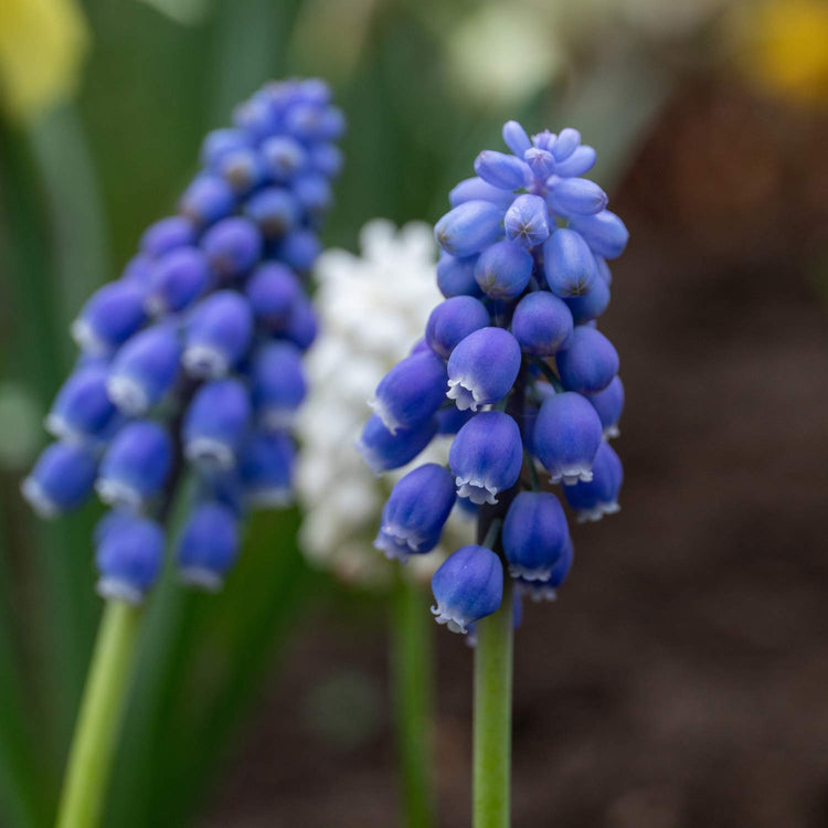 Muscari Mix - 25 Bulbs