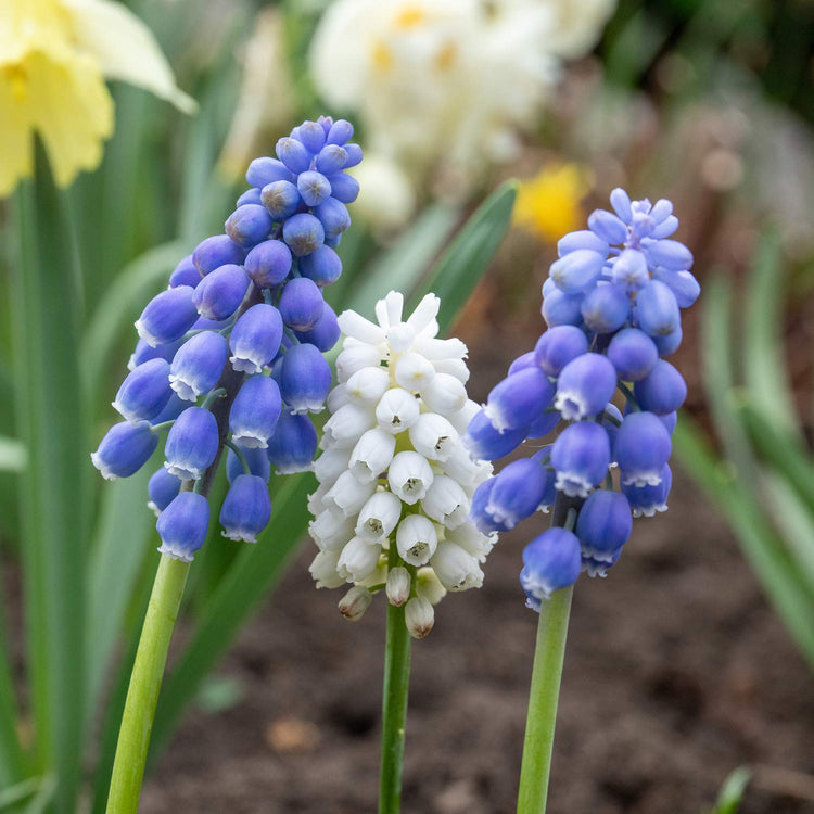 Muscari Mix - 25 Bulbs