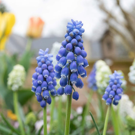 Muscari Armeniacum Grape Hyacinth - 50 Bulbs