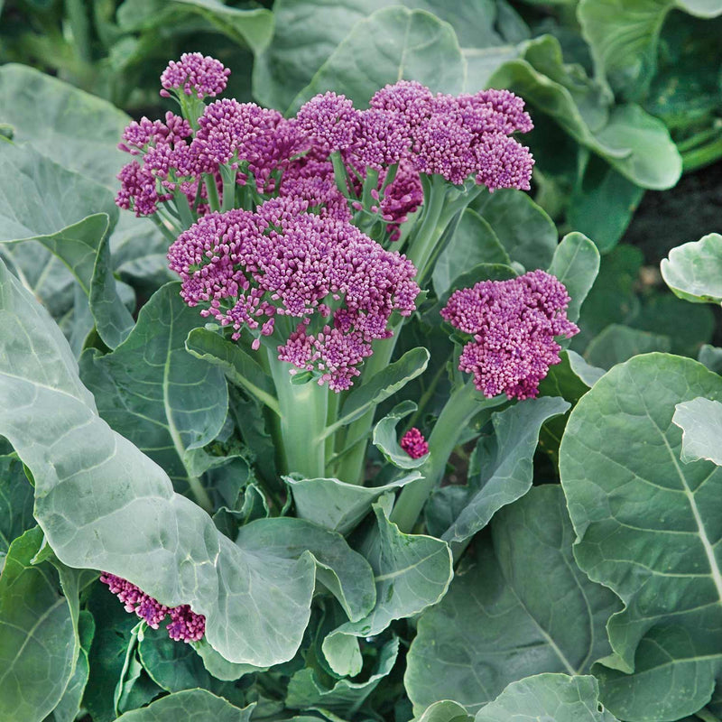 Broccoli Plant 'Purple Sprouting Cardinal'