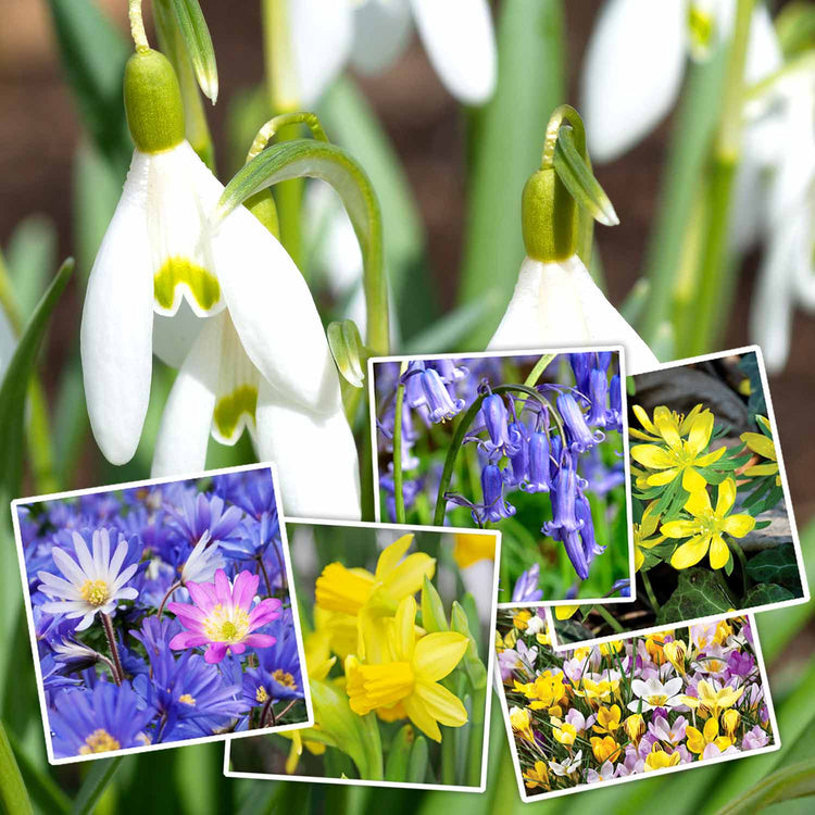 Marshalls Garden Choice 'Naturalising Collection' - 165 Bulbs