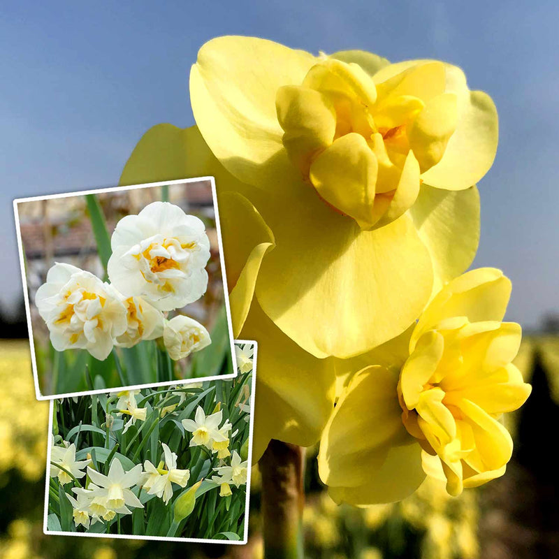 Narcissus Sublime Scents Collection - 30 Bulbs