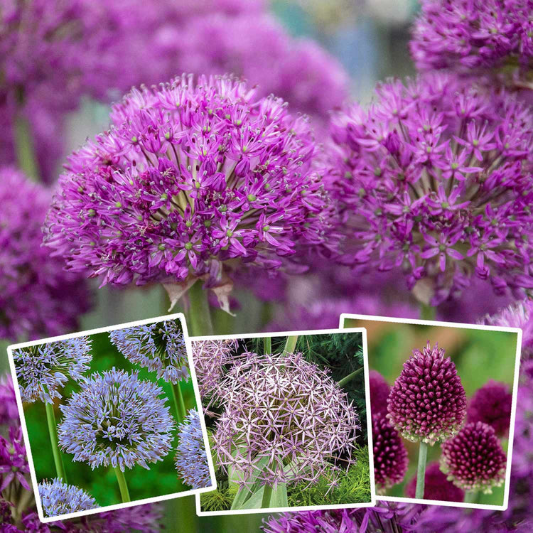 Marshalls 'Ultimate Allium' Collection - 100 Bulbs