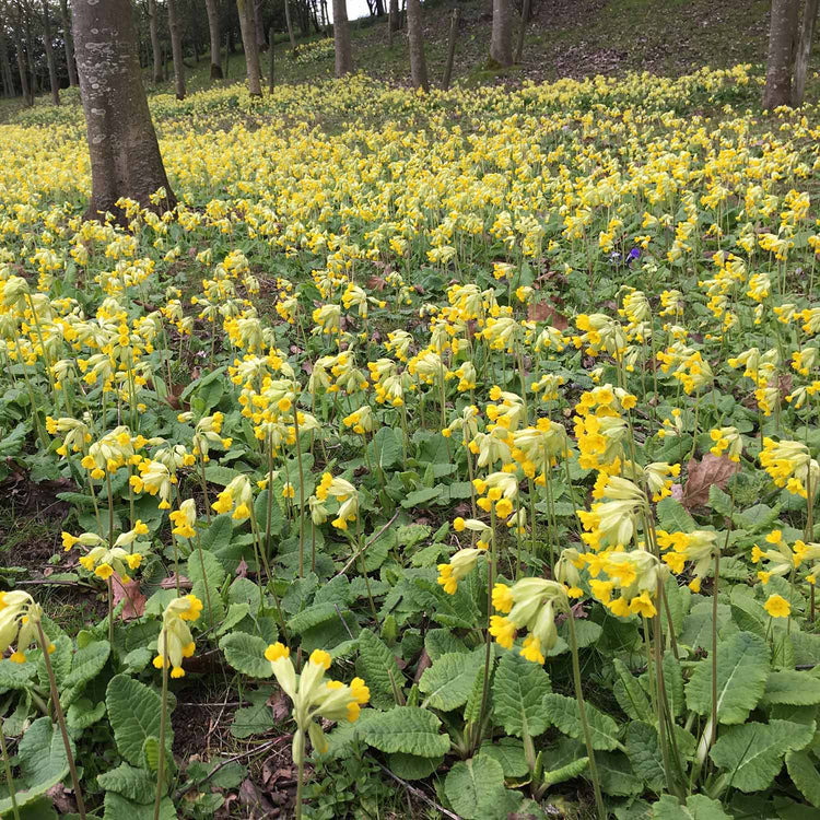 Primrose Plant 'Veris'