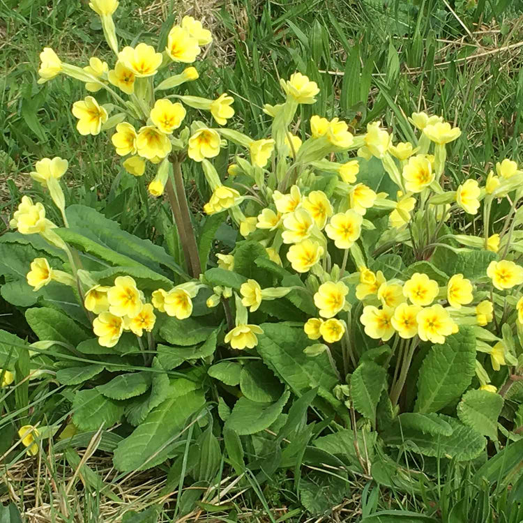 Primrose Plant 'Veris'