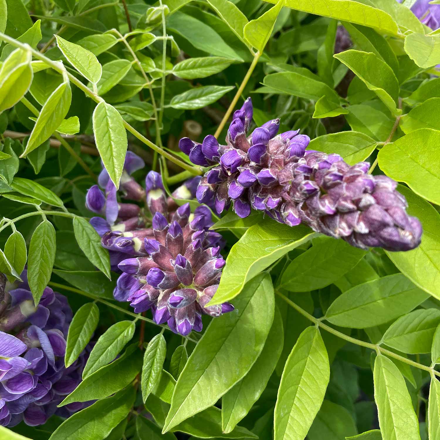 Wisteria Plant 'Amethyst Falls' 7.5L Buy Wisteria Plant Online