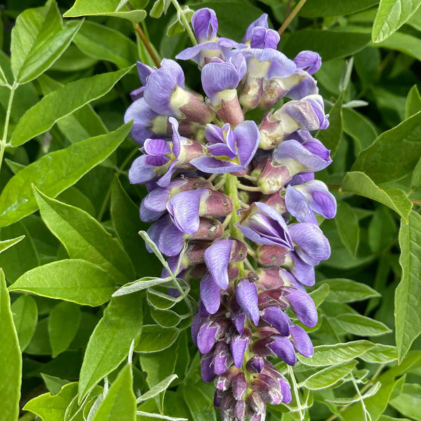 Wisteria Plant 'Amethyst Falls'