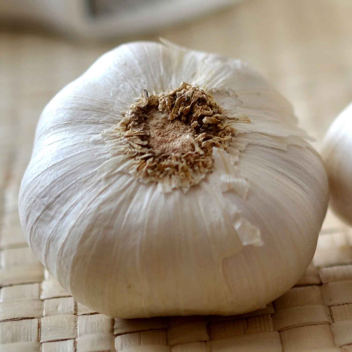 Garlic 'Thermidrome' 12 PreRooted Cloves Buy Garlic Cloves Online